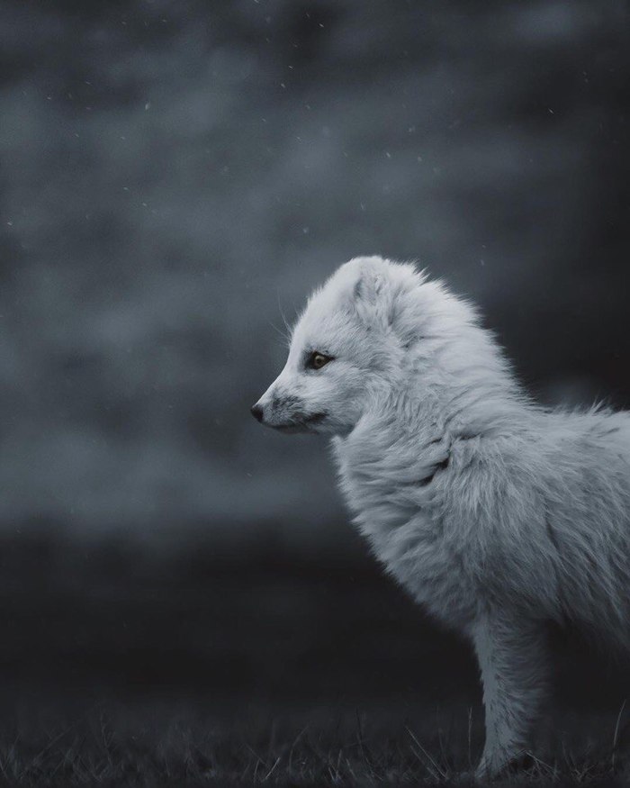 Winter is coming ^.^ - Fox, arctic fox, Milota, Fyr, Animals