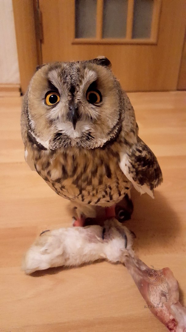 -Another step and your foot is next- - My, Owl, Kerby, Predator, Rabbit, Paws, Owls are cute