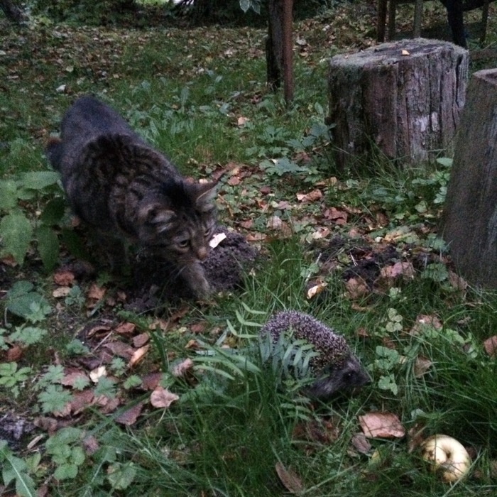 First meeting. - My, cat, Hedgehog, Forest, Longpost