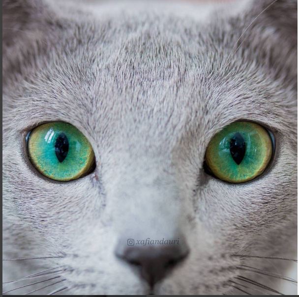 Silver with emeralds >^..^< - Russian blue, cat, Animals, Pet, Eyes, beauty, Longpost, Pets