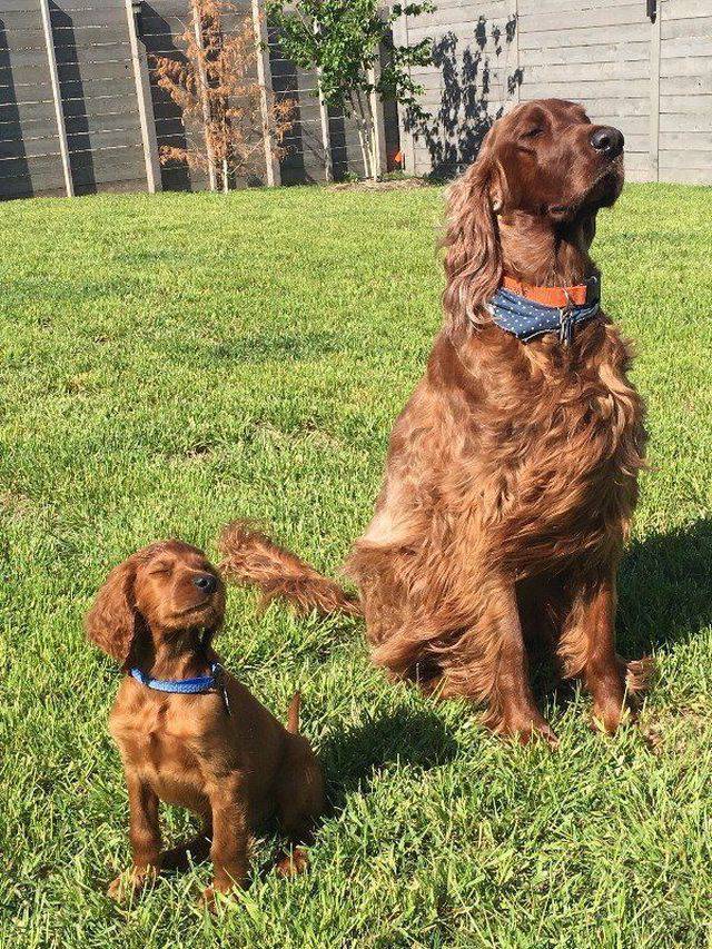 apple and apple tree - Wind, Parents and children, Dog