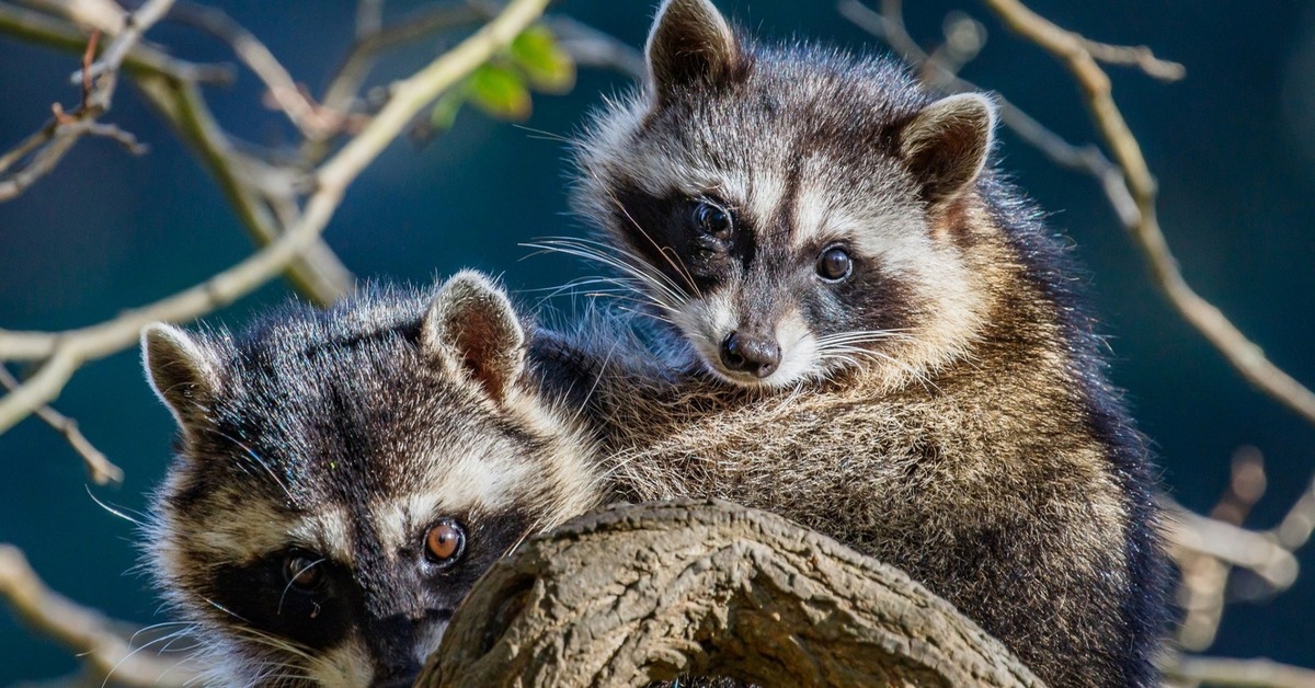 Енот полоскун семейство. Енот Ракун. Красивый енот. Милый енот