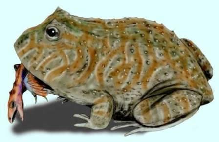 Hell frog fed on small dinosaurs - Interesting, Informative, Paleontology, Past, The science, Fossil, Frogs, Copy-paste, Longpost