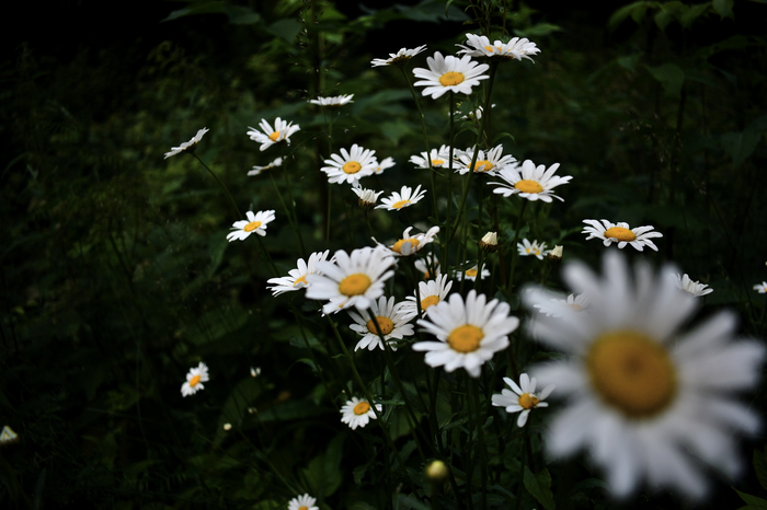 Chamomile - My, Photographer, League Photos, Chamomile, The photo