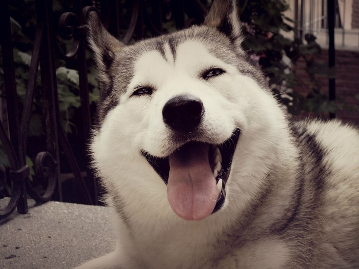 Ulybaka dog) - My, Dog, Husky, Humor, Smile, Blue eyes, Crimea, , The photo