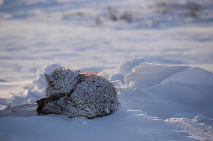 Snowy morning - Fox, Snow, Skidded, Dream