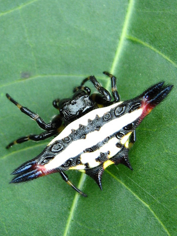 Horns and spikes. - My, Spider, Arachnophobia, Horns, Thorns, Longpost