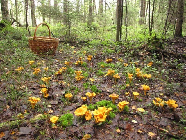 Chanterelles..) - Forest, Chanterelles, Mushrooms