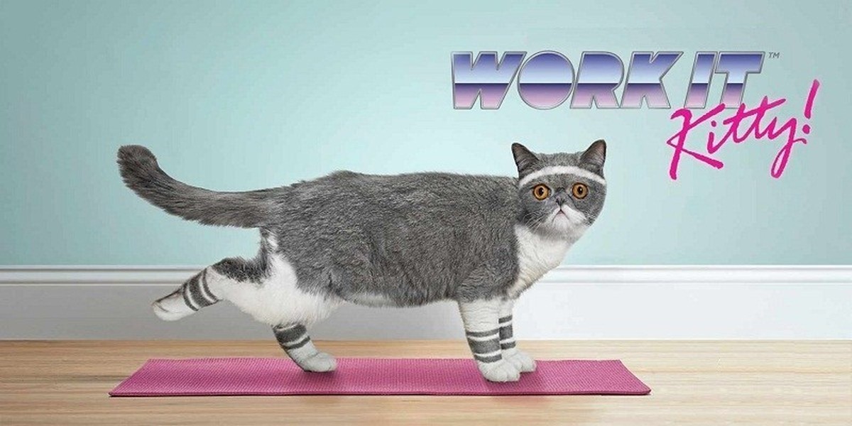 Кот тремот. Спортивный котик. Котик занимается спортом. Кот спортсмен. Кот занимается физкультурой.
