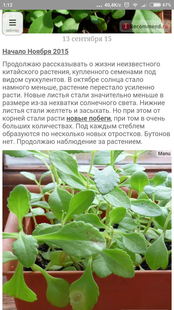 Китайские семена что выросло. Смотреть фото Китайские семена что выросло. Смотреть картинку Китайские семена что выросло. Картинка про Китайские семена что выросло. Фото Китайские семена что выросло