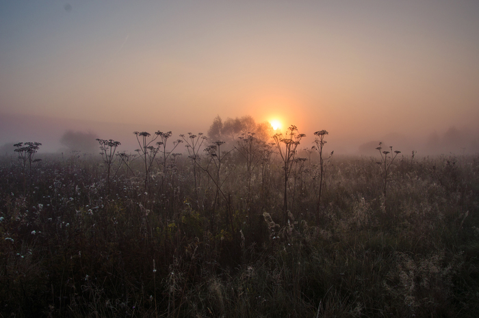 Sleepy hogweed - My, Hogweed, The photo, Nature, Morning, Republic of Belarus, Minsk Oblast, Nikon d3200, , Longpost