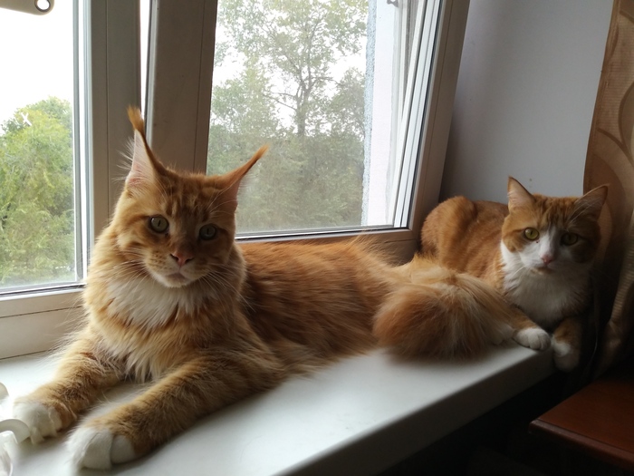 My redheads) - My, cat, Maine Coon, Redheads