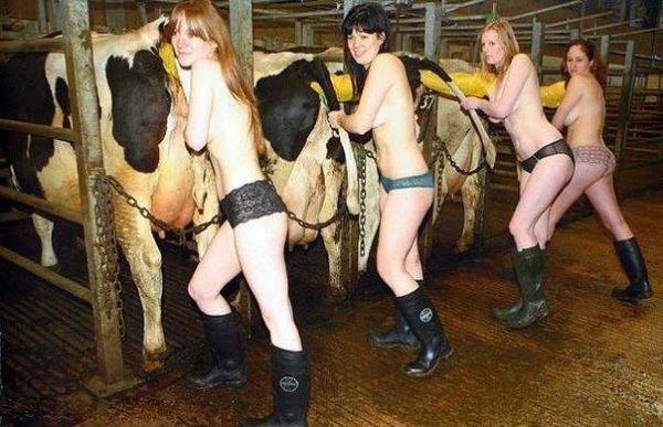 How many heifers! - NSFW, Paradise, Heifers, Udder