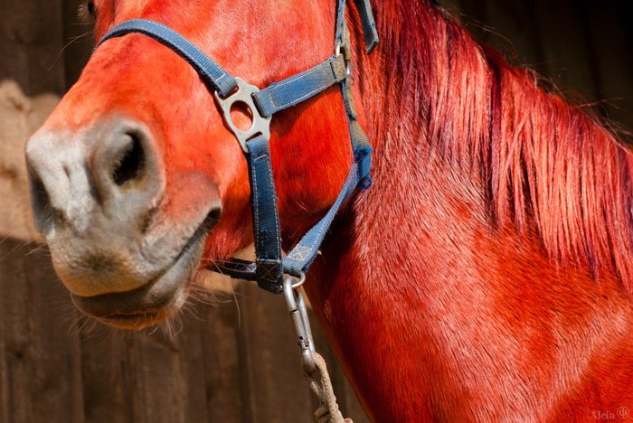 Red Horse - My, The photo, , My, Horses