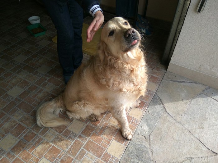 Found a Golden Retriever. Permian. Willow - My, Dog, Found a dog, The dog is missing, Golden retriever, Labrador, Permian