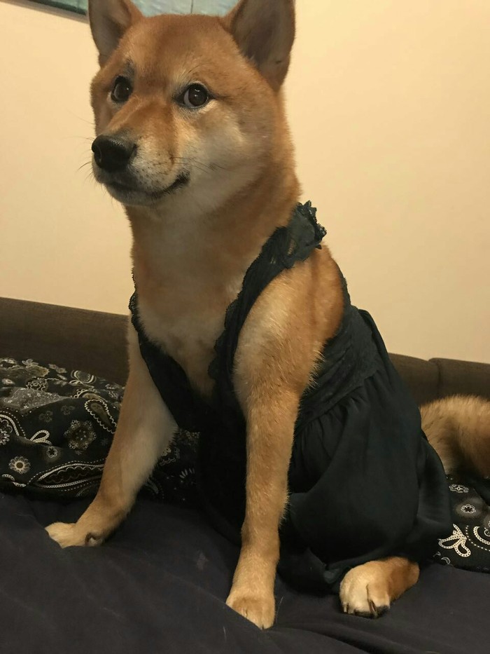 sexy babe - Shiba Inu, The dress, Dog