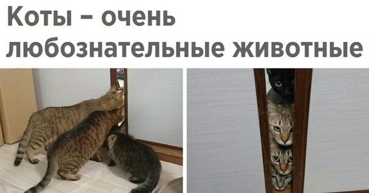 Кошка тоже человек