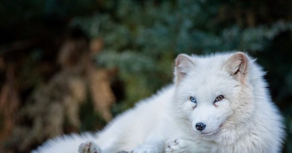 Fluffy fox. Полярная лисица песец. Песец белый. Песец гетерохромия. Песец альбинос.