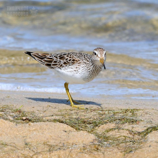 wakefulness record - My, Record, Birds, Puffers, Volosovo, Longpost