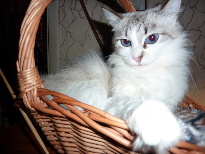 Safira remained the sixth pet))) - My, cat, , , Longpost, Video