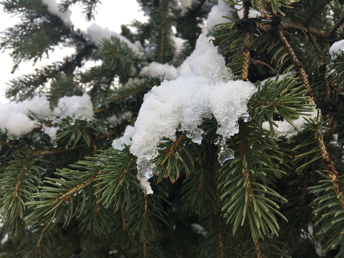 So winter has come ... oh, I don’t like winter, do you? - My, Winter, Snow, Christmas trees