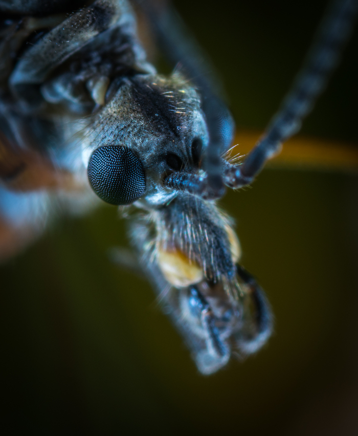 Portrait of a centipede mosquito - My, Insects, Macro, Mosquito centipede, Mp-e 65 mm, Macro photography