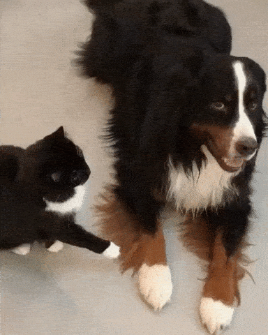 1507485257162077693.gif