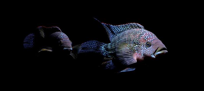 Rocio octofasciata - Jack Dempsey. - Cichlids, Aquarium fish