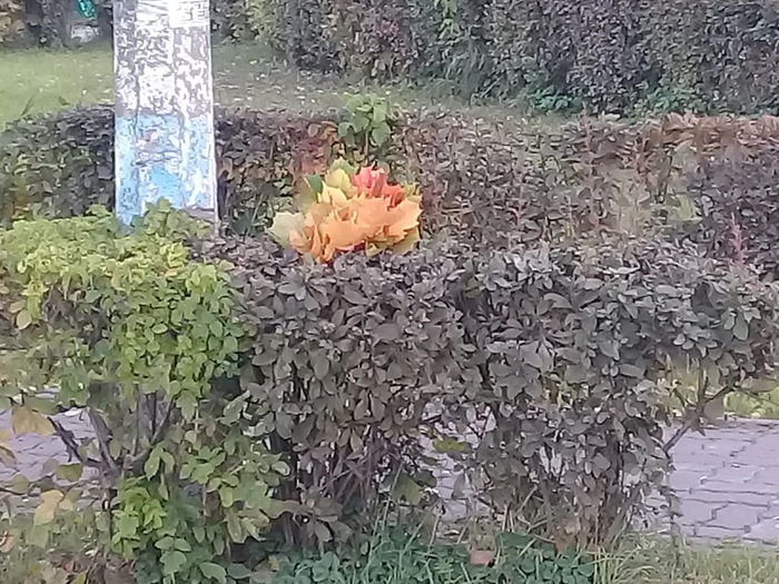 ������ ��� �� ������� ���� �����...