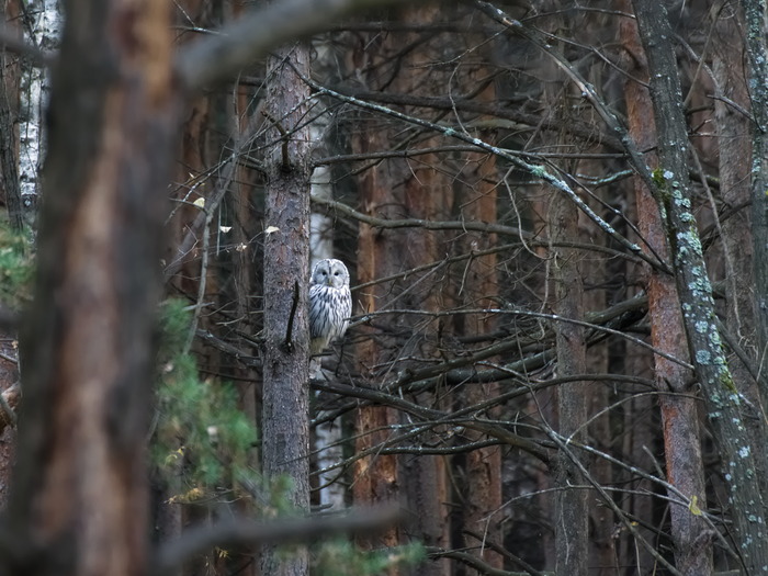 Long-tailed owl - My, Nature, Observation, Long-tailed owl, Owl, Birds