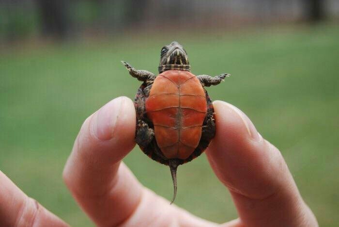 little turtle - The photo, Small, Turtle