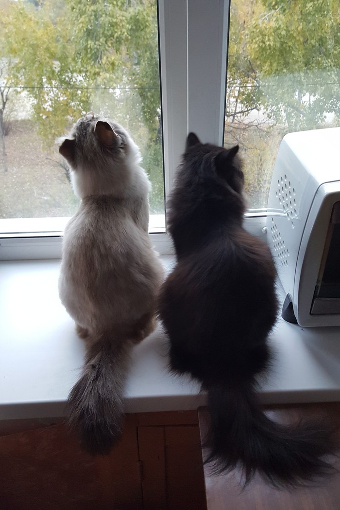 family view window) - My, Pet, cat, Fluffy, Pets