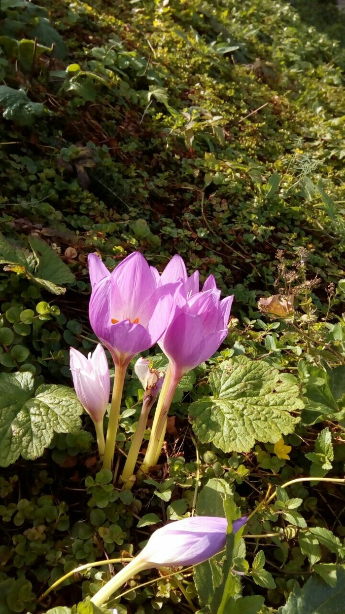 Moscow. - My, Snowdrops, Ecology, Spring, Neskuchny Garden, The photo, Longpost, Snowdrops flowers