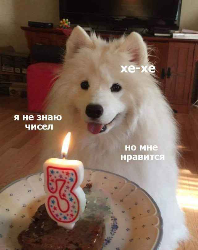 good boy birthday - Good boy, Milota, Birthday, , Dog, Samoyed