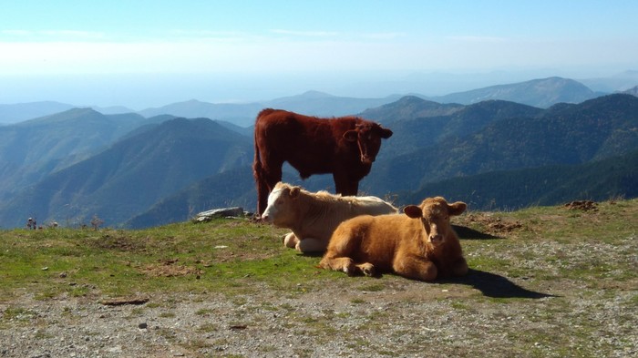 Maritime Alps yesterday - My, The mountains, Cow, Nature, Autumn, , France, beauty, Yesterday, Longpost, Alps