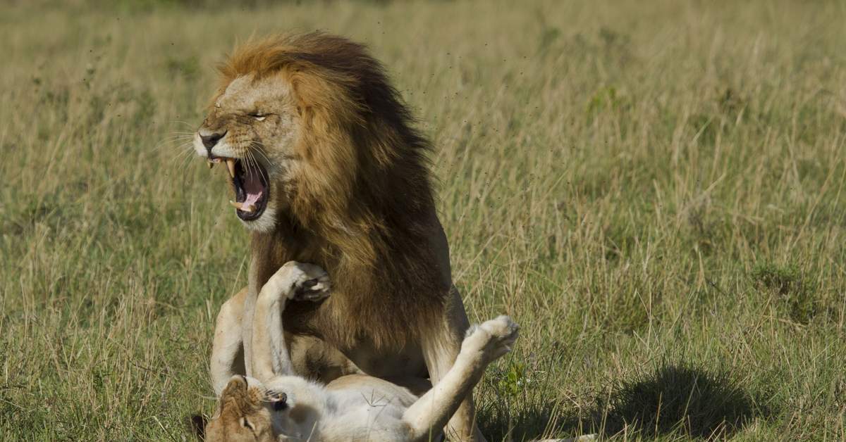 лев интересный. белый лев и львица. два льва. как лев относится к человеку. "молодые львы".