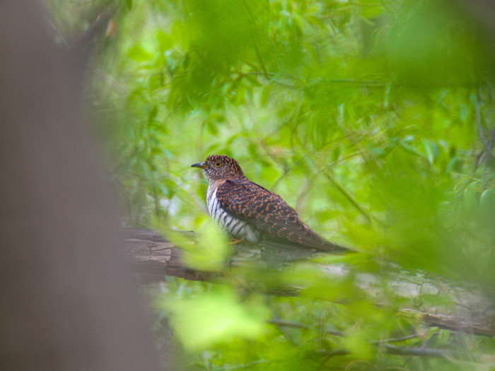 Cuckoo-cuckoo?.. - Birds, Cuckoo, My, Observation