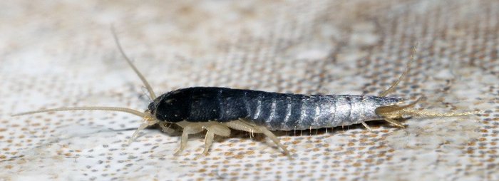 What is this garbage that has become very much in my toilet? - My, Feces, What's this?, Insects