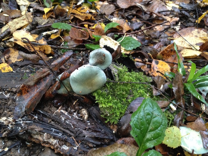 Wrong mushrooms - My, Forest, Mushrooms, Autumn, The photo