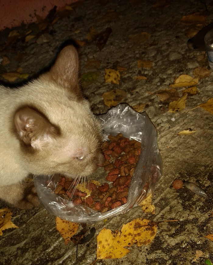 Again a cat, a Siamese boy. In Kotelniki, he is persistently looking for a home. - cat, Moscow, In good hands, Kotelniki, My, Siamese cat, Longpost