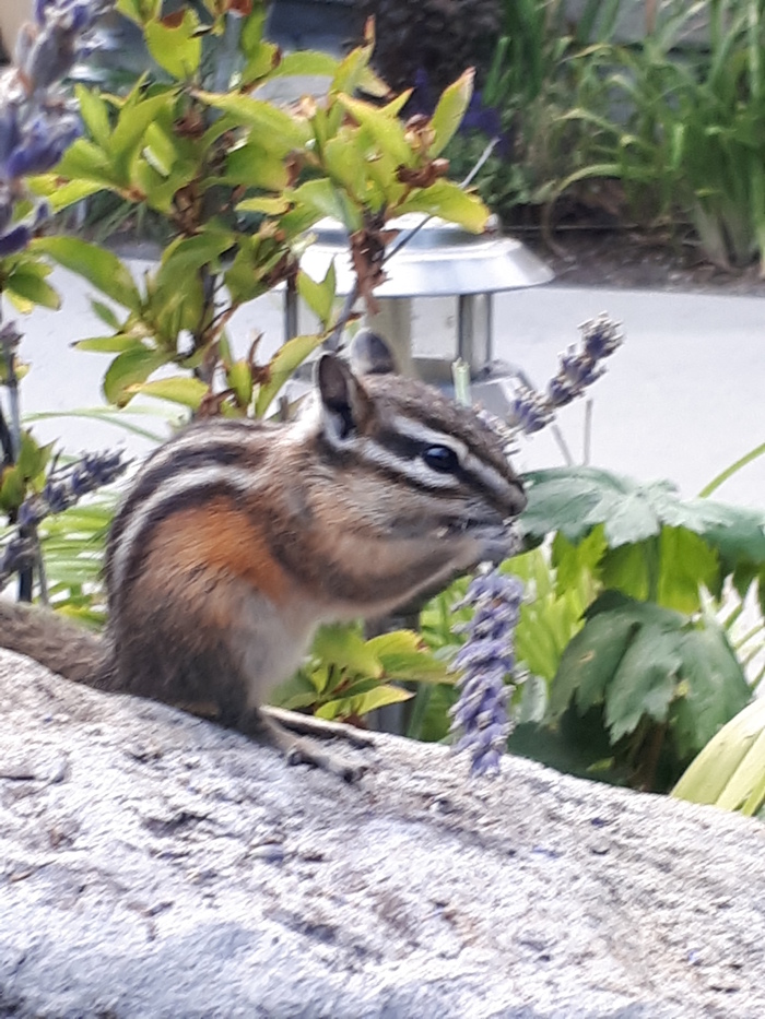 Еще один гость