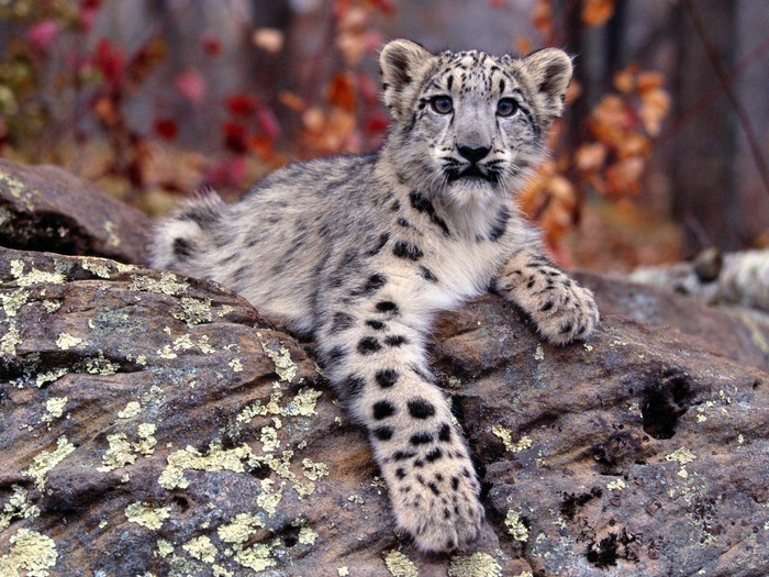 Handsome snow leopard - Predator, Snow Leopard