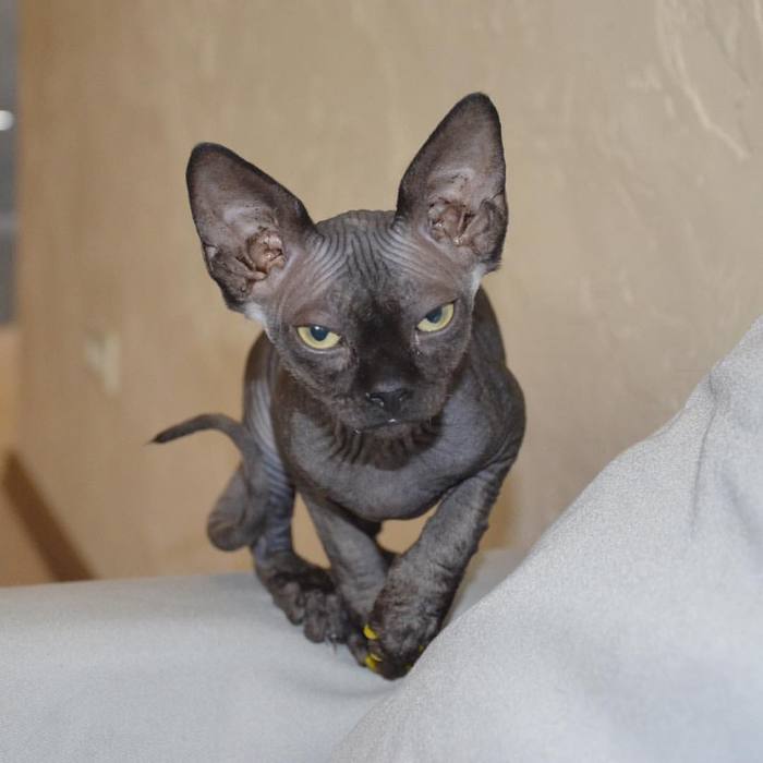 Пшёл с дороги, холоп