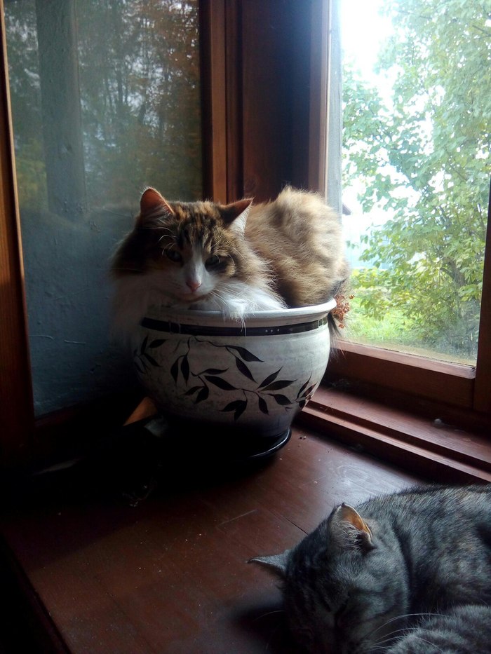 Cats are the flowers of life - My, The photo, Convenience, cat, My, Pots