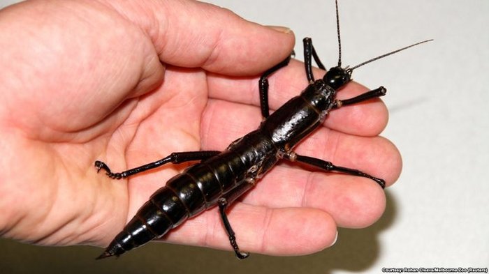 Found an insect that was considered extinct for almost 100 years - Insects, Stick insect, The science, Entomology, Paleonews, Copy-paste