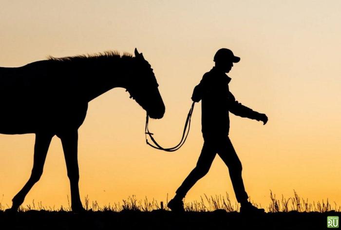 Конокрад убил лошадь выстрелом в голову