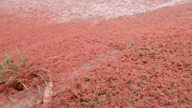 Миллионы красных крабов на острове Рождества 