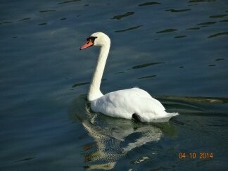 Credo...Nikolai Gumilyov - Russian poetry, Nikolay Gumilev, Flowers, Swans, Longpost