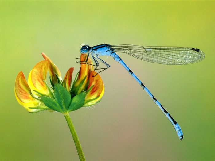 I write poems ... For your judgment, here ... - My, Poetry on Peekaboo, Dragonfly, Longpost