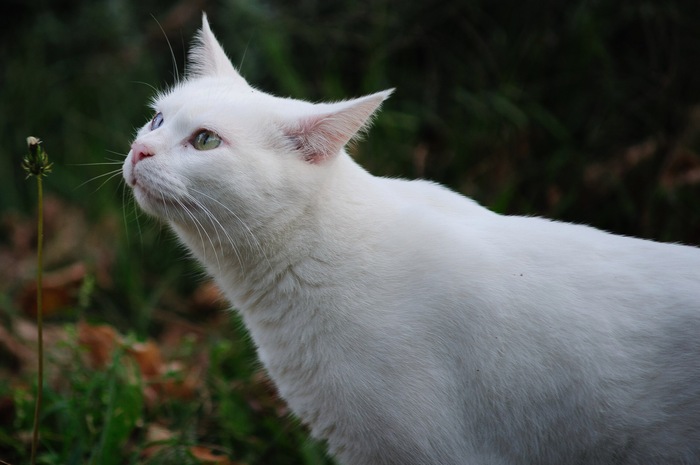 Cats in Burano - cat, The photo, My, Nikon